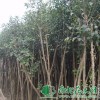 供應(yīng)高桿女貞|高桿女貞價格