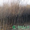 櫻花樹小苗|櫻花樹價格