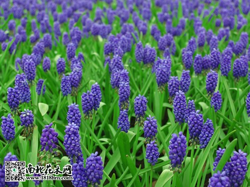 風信子