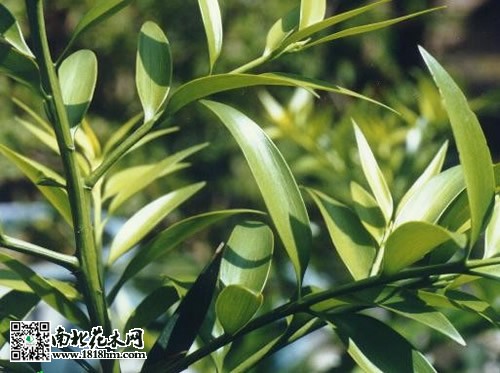 竹柏養(yǎng)護(hù)知識(shí)