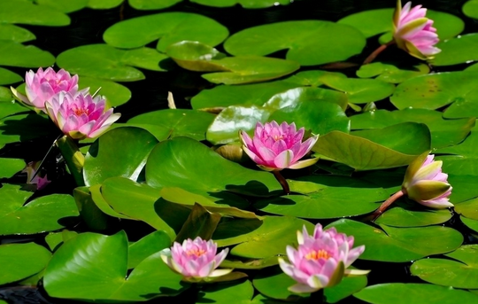 睡蓮價(jià)格