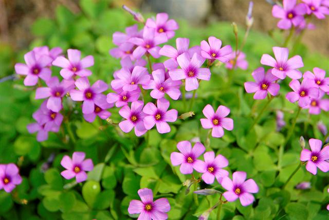 紅花酢漿草價(jià)格