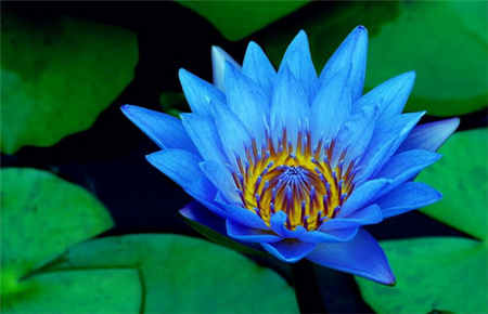 睡蓮價(jià)格