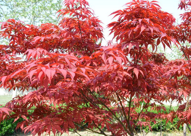紅楓價格