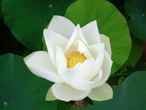 睡蓮圖片