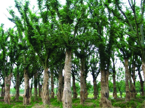 櫸樹(shù)圖片