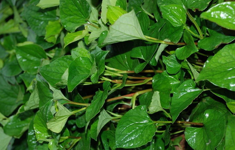 魚(yú)腥草