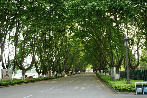 鎮(zhèn)江：綠化養(yǎng)護(hù)工為救法桐使出大招