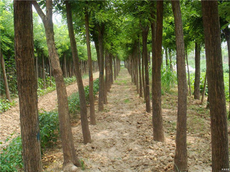 國(guó)槐樹(shù)圖片