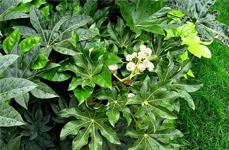 八角金盤(pán)