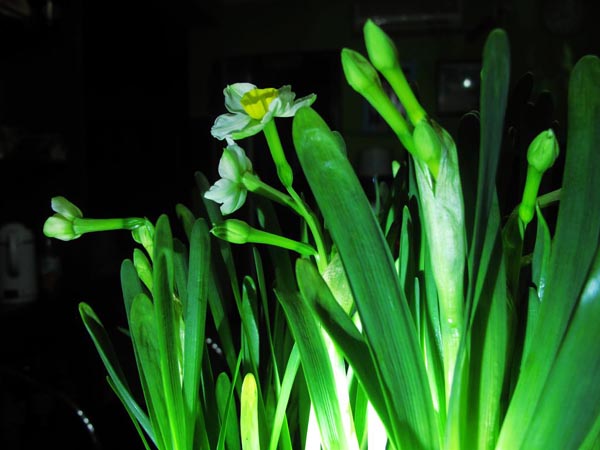 水仙花語(yǔ)