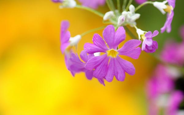 櫻花草花語