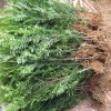 紅豆杉小苗多少錢一棵？