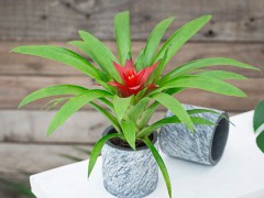 如何養(yǎng)花？五大常識(shí)教給你！