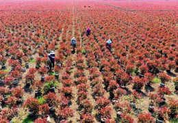 大型容器苗基地——江蘇紅方花木有限公司
