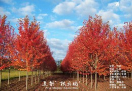 大型標(biāo)準(zhǔn)化種植苗圃——俄樂崗苗圃（沭陽）
