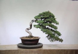 【盆景產(chǎn)業(yè)】揚子晚報：沭陽盆景品牌亮了！
