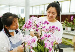 [中國江蘇網(wǎng)]江蘇沭陽：數(shù)字進“村”賦能鄉(xiāng)村振興