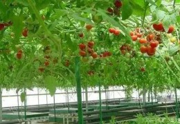 你真的懂智慧農(nóng)業(yè)嗎？智慧農(nóng)業(yè)≠智慧應(yīng)用于農(nóng)業(yè)