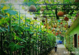 休閑農(nóng)業(yè)的主要開發(fā)模式有哪些？