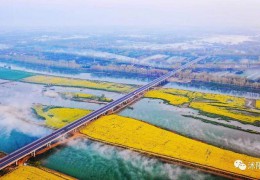 2022秋季苗木行情如何？看看專家怎么說