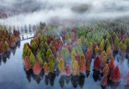 全國集體林森林蓄積量達93.32億立方米