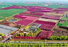 2025年度全國林草種苗供需分析報告發(fā)布